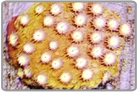 Strawberry Lemonade Cyphastrea